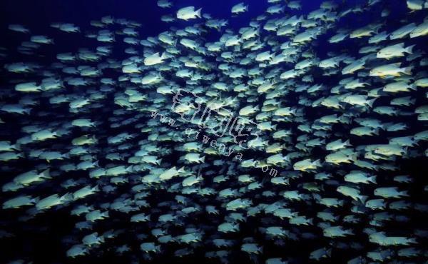 神秘的深海生物：透明的身躯牙齿外露，奇形怪状五光十色