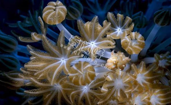 神秘的深海生物：透明的身躯牙齿外露，奇形怪状五光十色