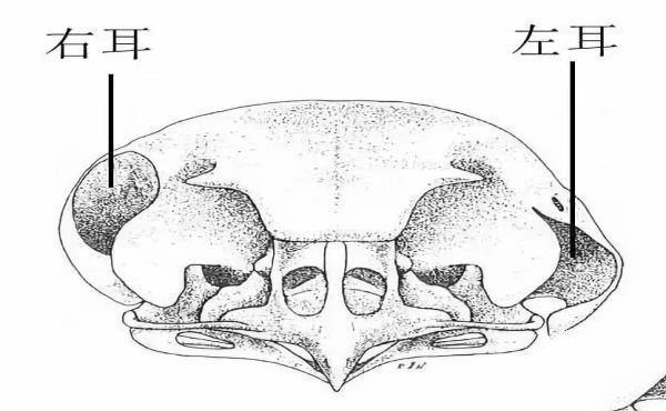 狗歪脑袋是为了卖萌？知道你歪脑袋是为啥吗？