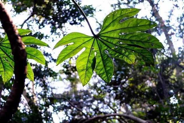 大自然在救人类: 植物正在加速吸收二氧化碳减缓全球暖化！