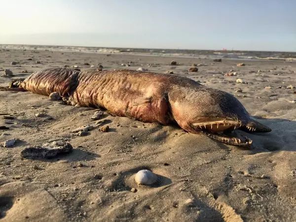 德州海边出现无眼尖牙怪物腐尸，深海异形？