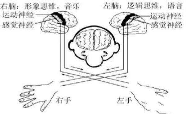 为什么大部分人都习惯用右手？左撇子智商更高吗？