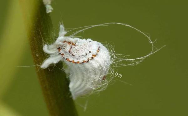 10种雌雄同体动物：生物进化里的奇葩