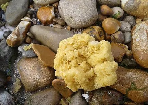 大量神秘黄色绒毛球状物冲上法国海岸