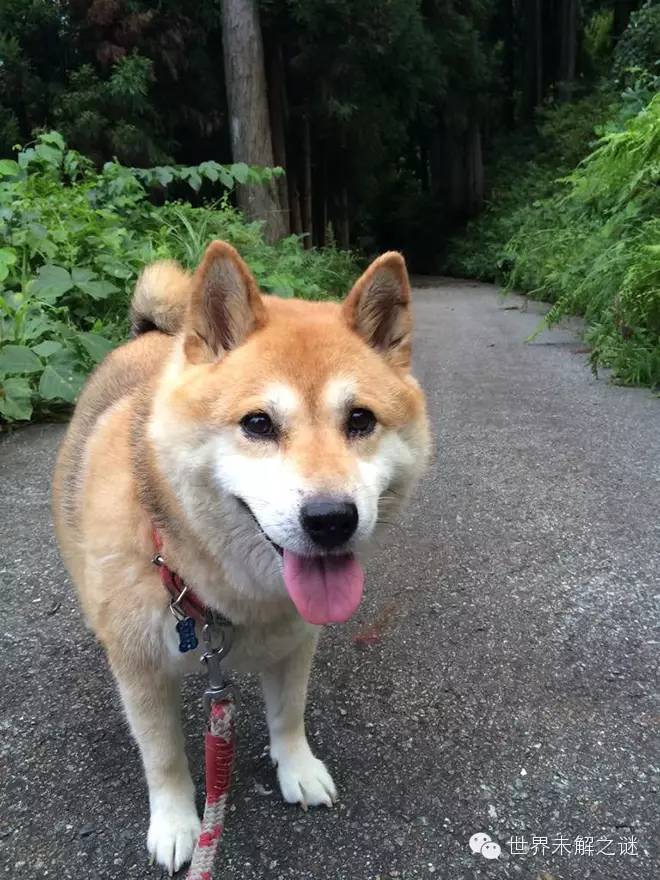 日本文青柴犬翻书 我就是主角也要告诉你吗