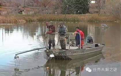 太恐怖了！放生4条金鱼，结果发生了这样的事情！