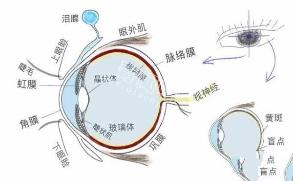 人眼能直接看到光子吗？