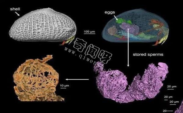 我国科学家发现远古动物的巨型精子，竟比动物本身的体长还长