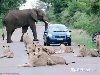 史上最为难的塞车：南非克鲁格国家公园一台轿车被狮子与大象团团包围