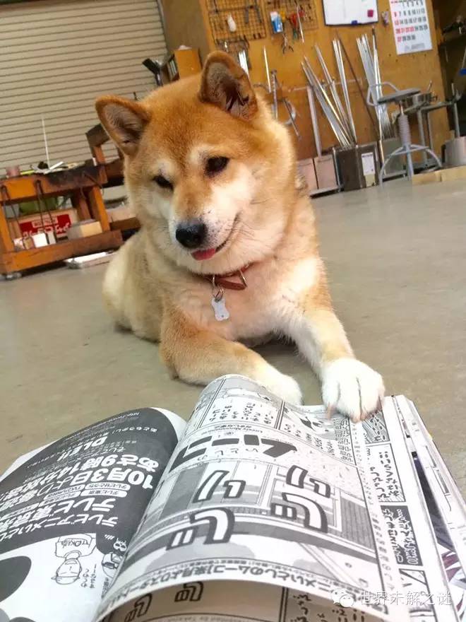 日本文青柴犬翻书 我就是主角也要告诉你吗