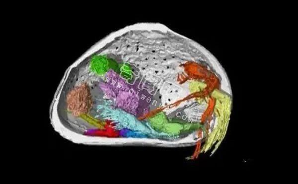 我国科学家发现远古动物的巨型精子，竟比动物本身的体长还长