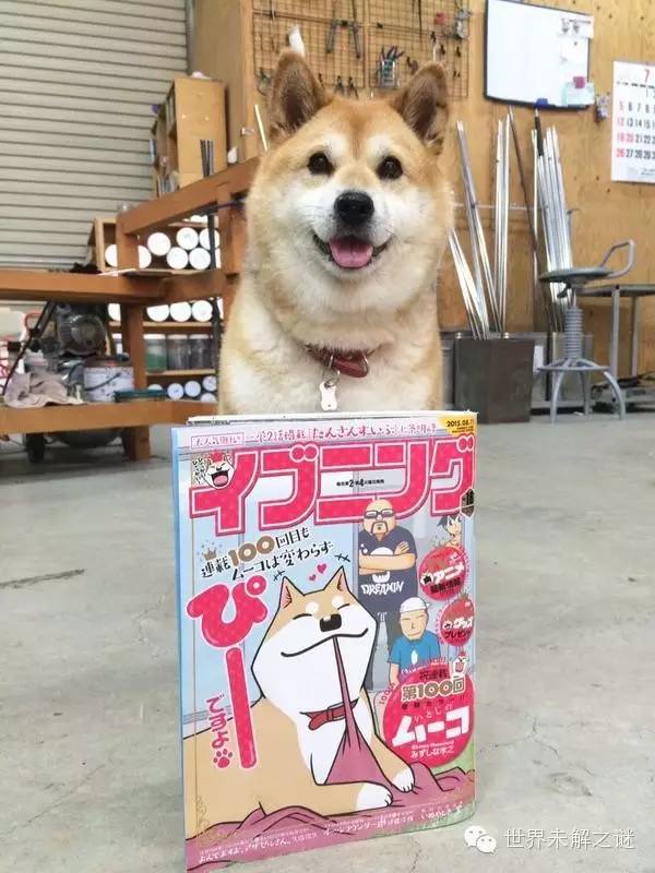 日本文青柴犬翻书 我就是主角也要告诉你吗