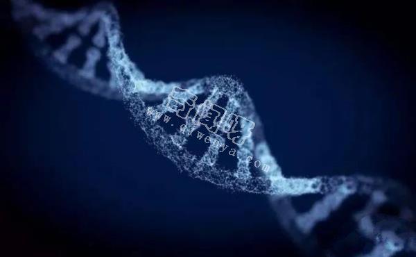 人类是被设计出来的产物？科学家研究DNA，竟然发现了“造物者”