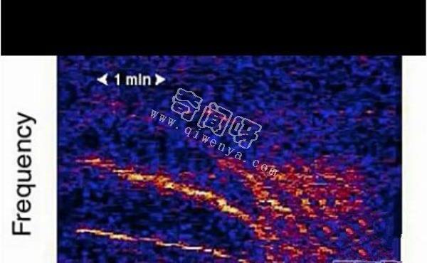 来自维基百科的9个”神秘声音录“