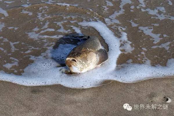 躲在沙土里的尖牙海怪 不小心就被它电死！