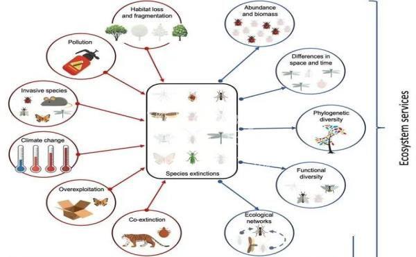 全球昆虫数量再次下降，第六次生物大灭绝来了？