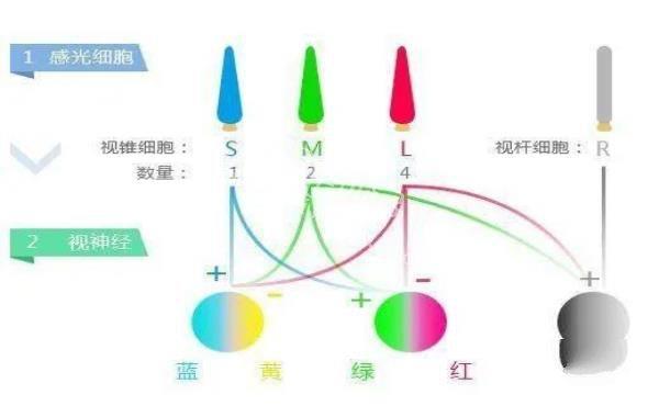 为什么科学家说“粉红色”根本不存在？