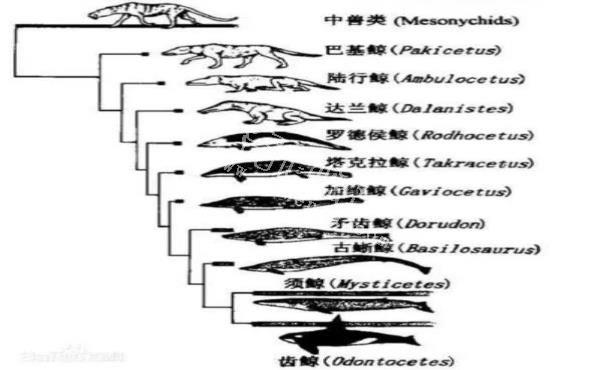 座头鲸的日常：为啥座头鲸要和虎鲸过不去？