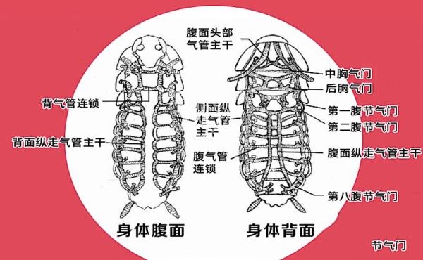 3.5亿年前活化石，能躲过核爆却躲不过吃货（上）