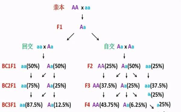 人类为什么要让动物回交，回交有什么好处？