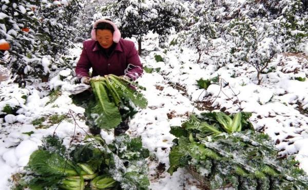 10个神奇的植物冷知识！