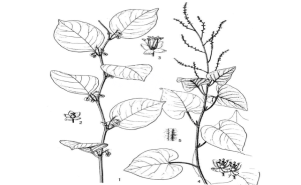 一株漂亮的植物，在1850年被带回英国，开启一场可怕的物种入侵