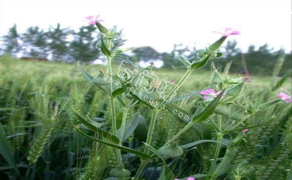 21种路边的野菜，常常见到但不一定都认识，看你吃过几种？